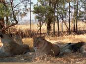 
  
	Lions, relaxing...
  