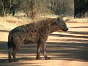 
  
	Spotted Hyena (One of a kind)
  